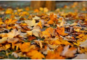 A Fall Checklist for your Garden