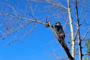 Common Tree Pruning Errors