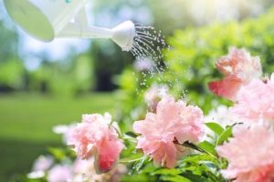 Why to Pick Morning to Water Your Plants Instead of Night