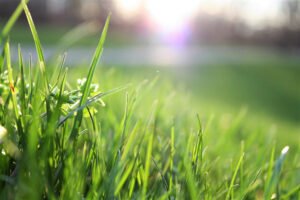 How to Make Your Backyard More Eco-Friendly