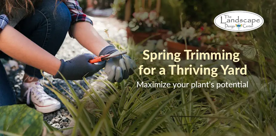 Revitalize your landscape with professional spring plant pruning!