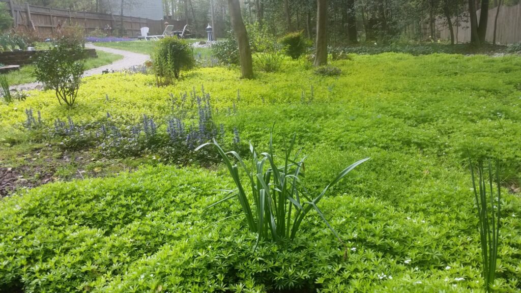 Aromatic Flowers in the Garden